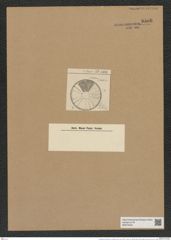 Actinoptychus adriaticus var. balearicus Grun. (de-Toni-Nr.: Genus 227, Species 5557) Zeichnungen Sammlung Grunow Nr. 9586 (NHMW-BOT-W0379402)